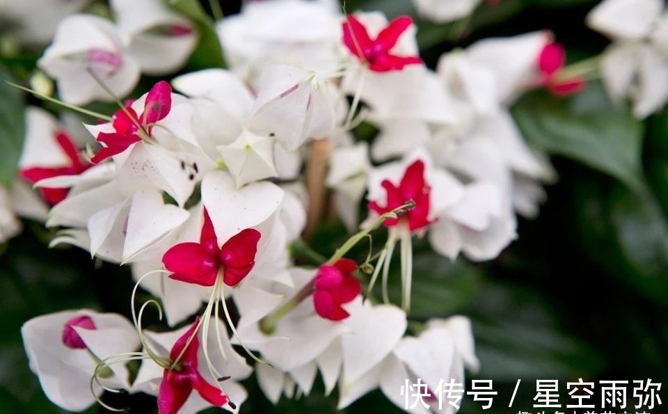 每年春节前后,除了年宵花,买盆龙吐珠也不错,好看的半藤本花卉