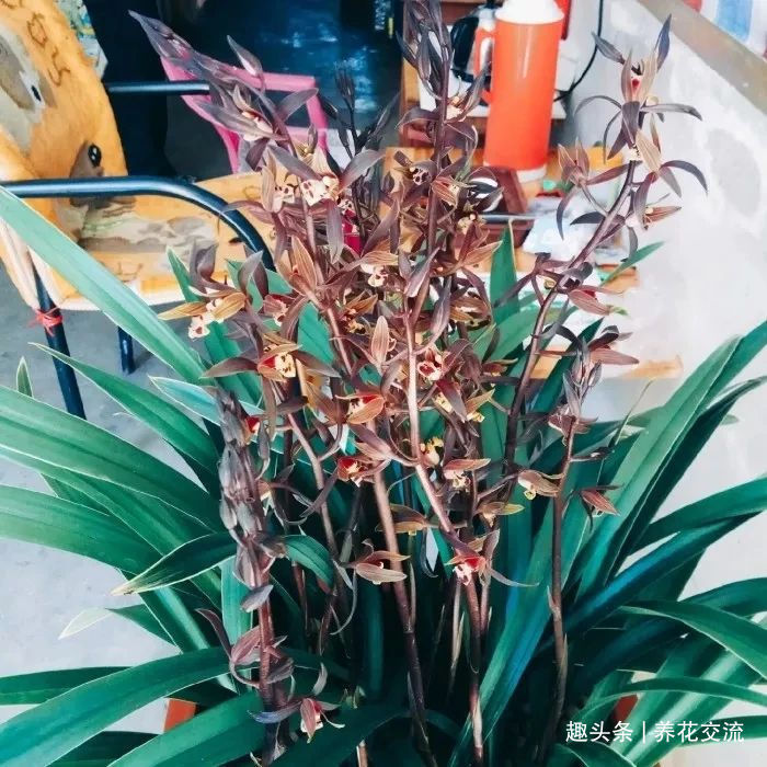 兰花五大家,春兰、蕙兰、建兰、墨兰和寒兰咋养,养护指南看这里