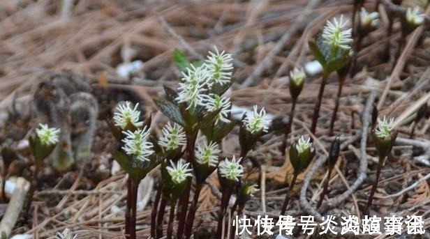 笔者|农村一种野草,人称“四大天王”,连蛇都怕它,但民间价值很珍贵