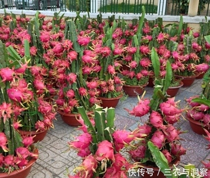 可当饭|果期长达半年,在阳台栽一棵,掌握种植要点,可当饭当水果