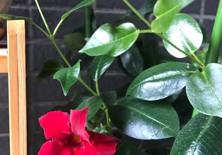 叶片|这花一开就是大半年,枝条沾土就活,种阳台长成花帘子!