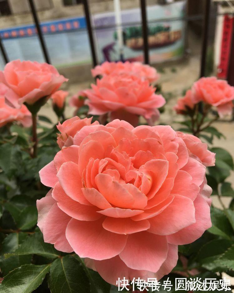 水培|开花最香的5种花,家里养一盆,满屋飘香,养庭院,十里飘香