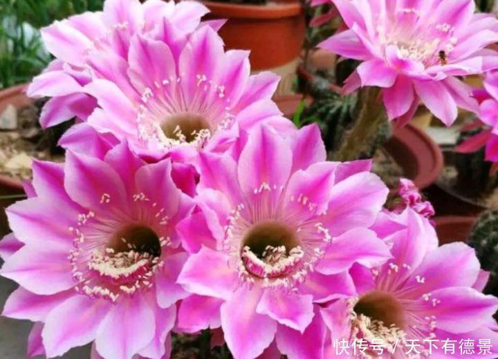 养护|最适合春天养护的三种花,比牡丹好看,比吊兰好养