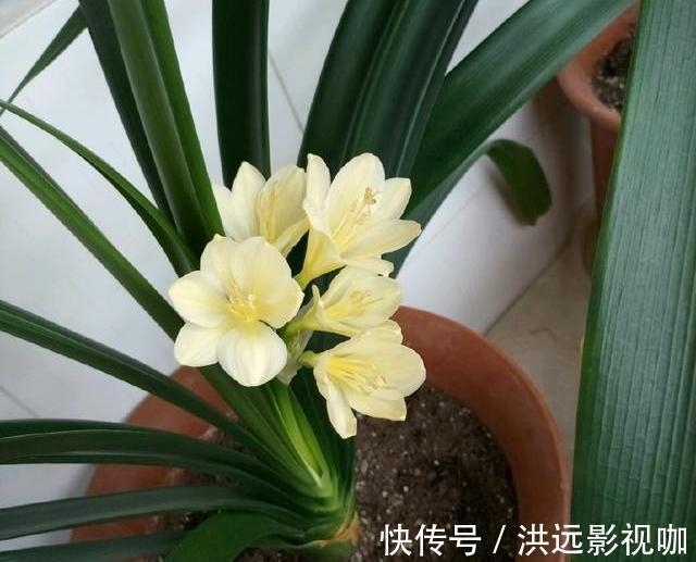 浇水|君子兰浇水4要点,掌握君子兰四季浇水技巧,开花爆盆不难