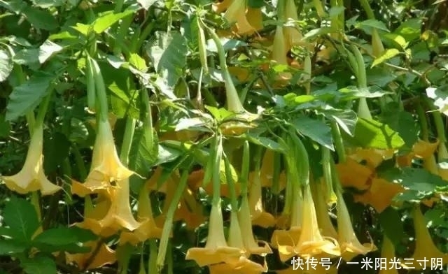 世界上十大剧毒植物,你身边有吗?