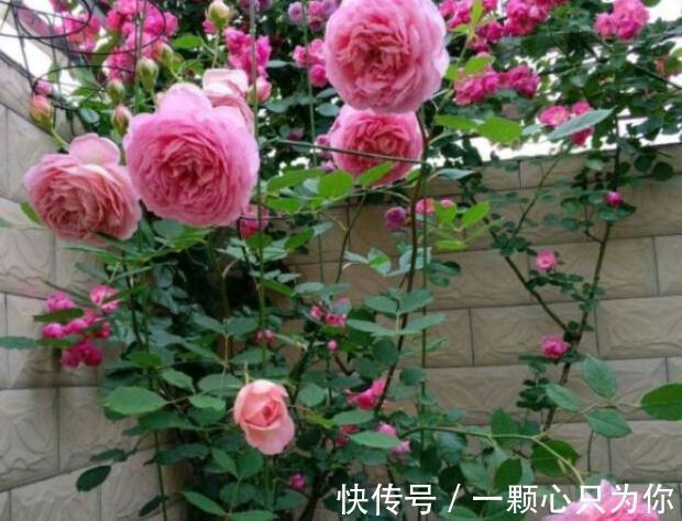 生根|月季扦插繁殖为什么总会烂根,学会5个方法,避免插条烂根失败