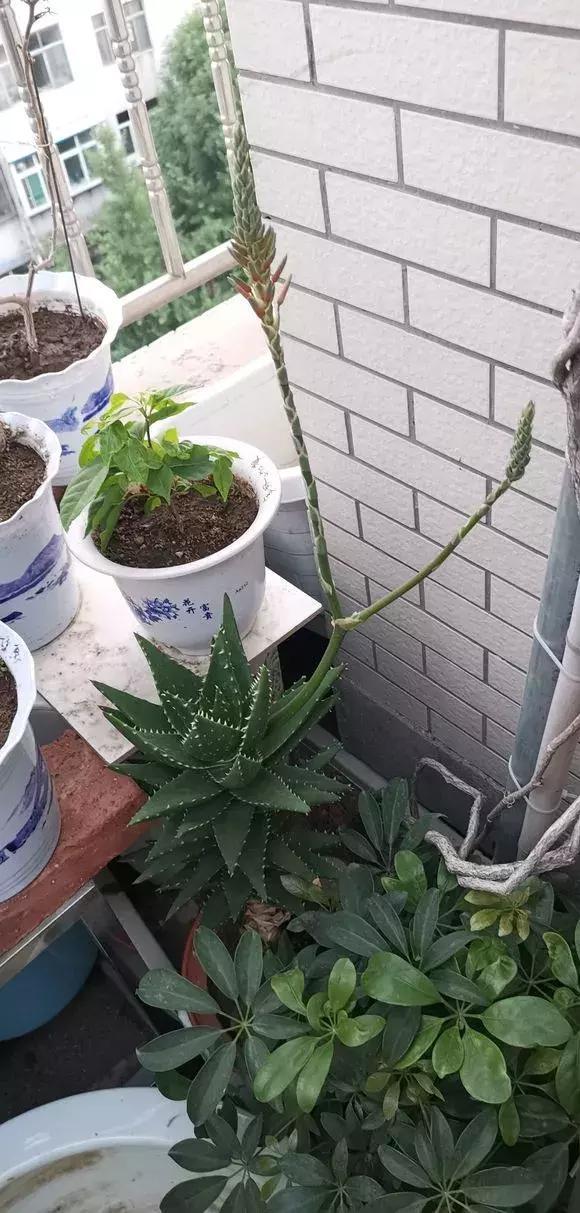 铁树花|4种花有灵性,平时难开花,一有好事就开花!