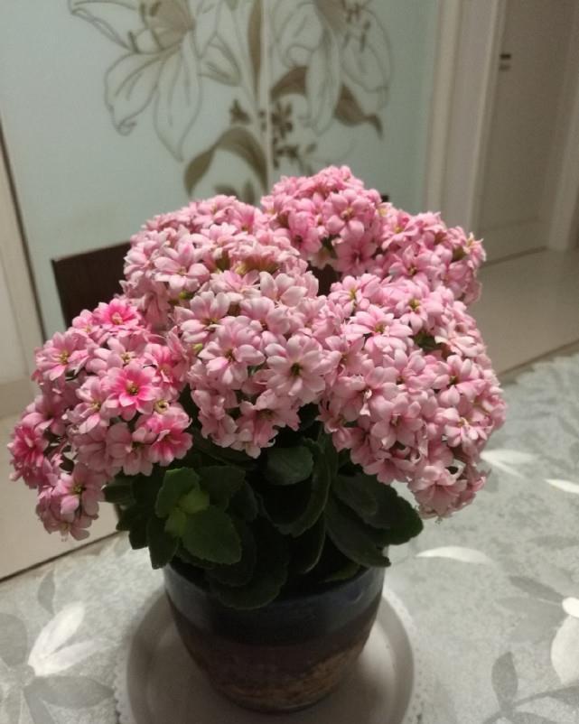 蟹爪兰君子兰不开花,给你说个小方法,叽里咕噜开满花