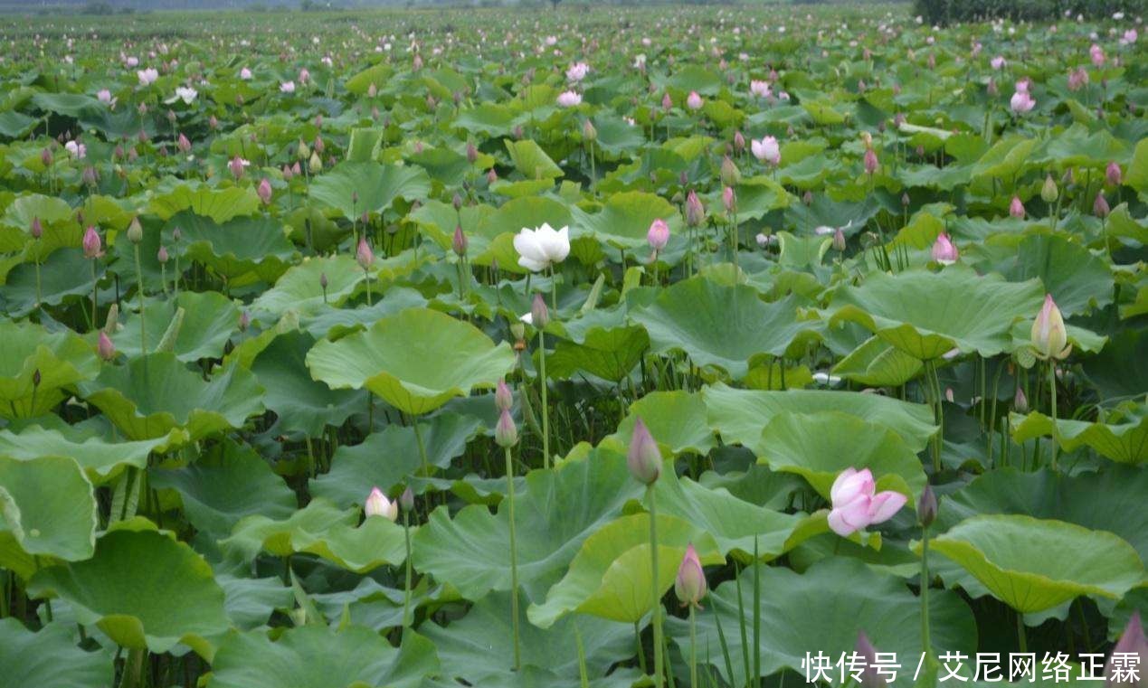 俗语|“男人不吃韭,女人不吃藕”有科学依据吗?