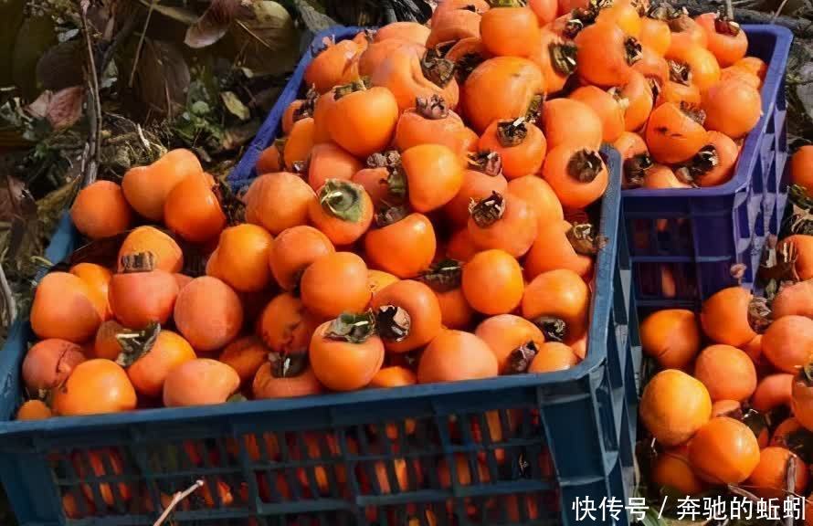 柿子|女性不想小肚子鼓鼓,常吃三食物,减肥瘦身,润肠排便,平坦小肚