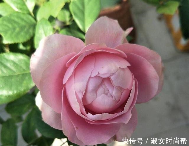 那些被煽情的文案打动,集齐了四系列月季的,你们后悔了吗