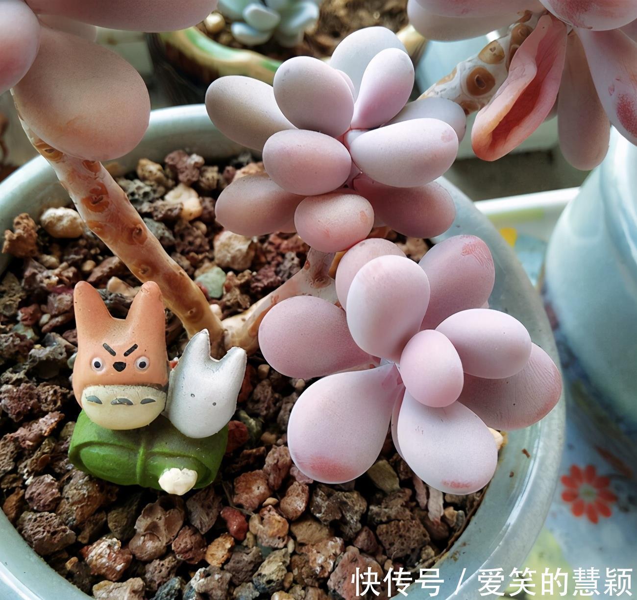 小花|多肉桃蛋培育成老桩，如何又好又快