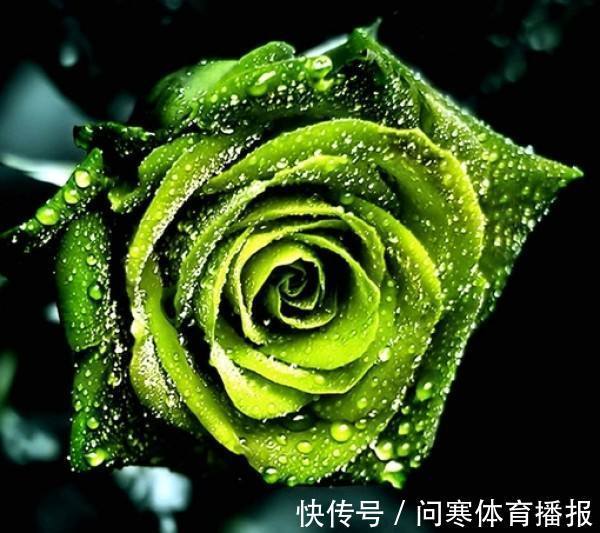 绿玫瑰介绍 玫瑰系列之绿玫瑰 送给永不老去的爱情 粉紫色