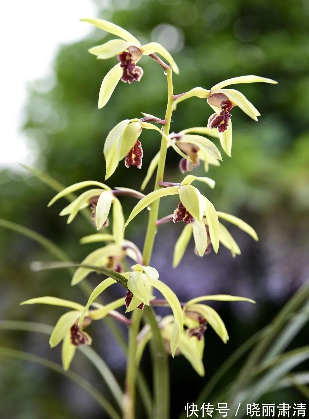 立冬以后兰花不能浇水，这个观点害惨了兰友，春兰蕙兰花苞都没了