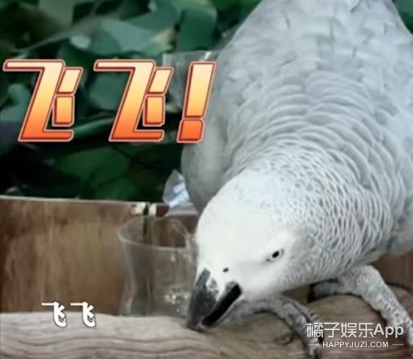 它逃，他追，它…跑的更飛？