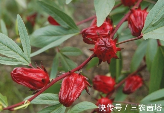 栽培|洛神花怎么养开花多?教你几个小妙招,花开美丽长势旺,美极了!