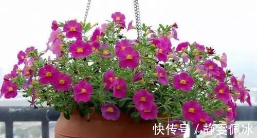 盆栽|刚刚接触养花,盆栽什么好?那就选此3款,成本低、观赏性高