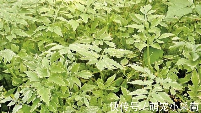 食用期长达5个月，却少有人去摘，如今正当季，炒腊肉是一绝！