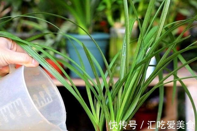 兰花怎么养,做好这些,开花多又香