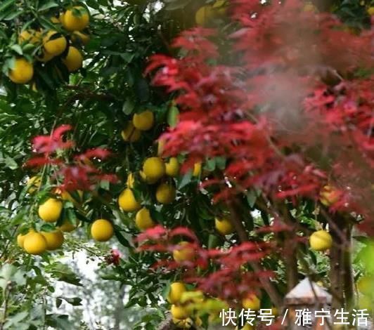 大花园|退休夫妻花4年改造自家老房，建3000㎡大花园，住在人间仙境里