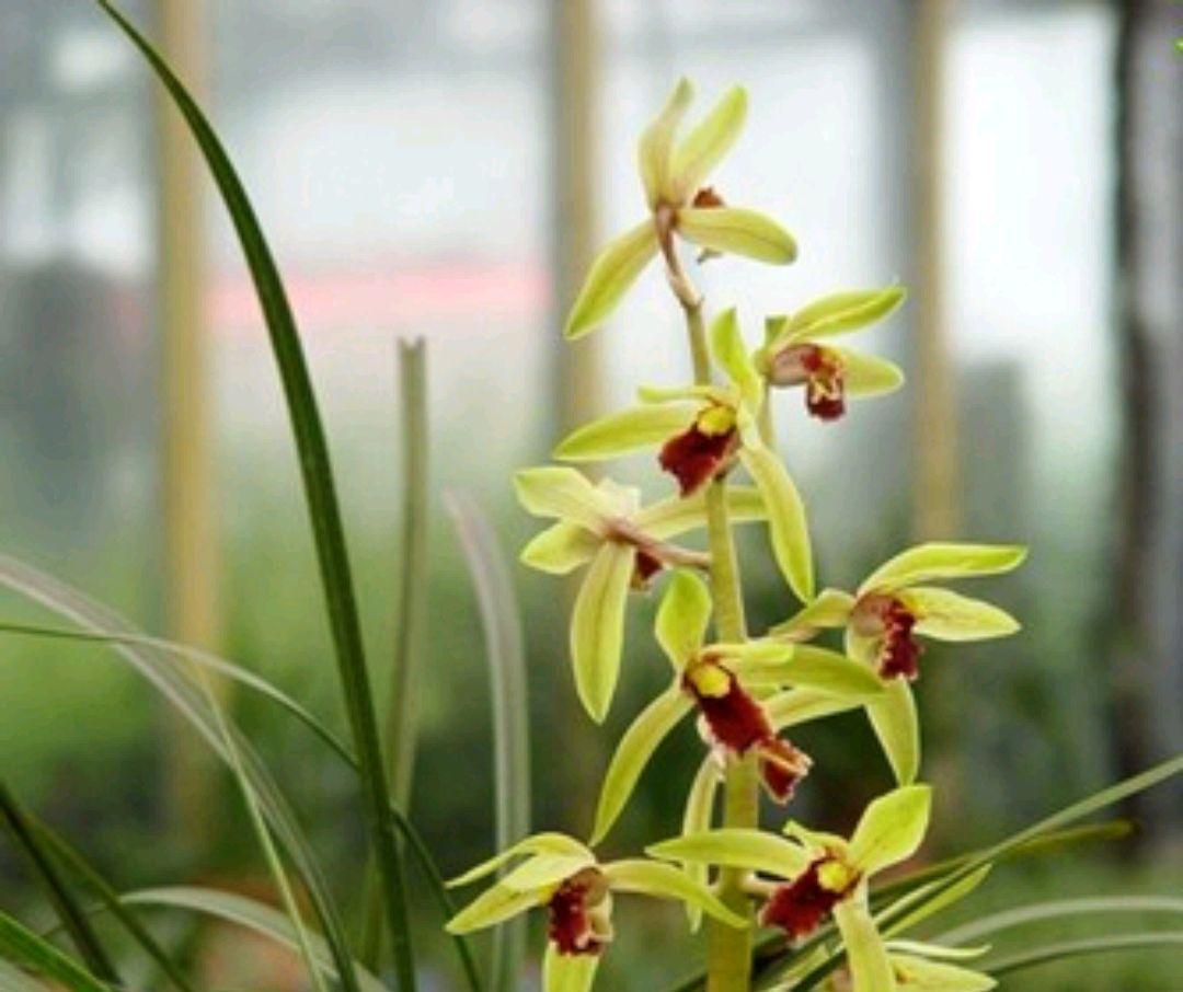 蕙兰有了花苞还能上盆吗，该怎样养护，掌握方法技巧