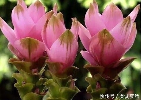 播种|“姜”丢进盆里就能活,开出漂亮“大花苞”,不仅好看、更好养