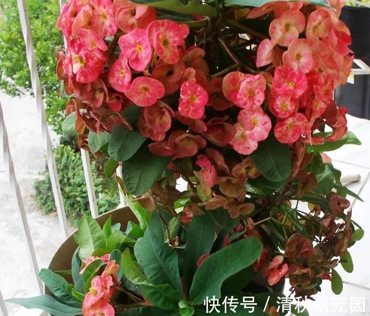 怎么让虎刺梅一年四季开花?家庭盆栽掌握住3点,满树花形如蝴蝶