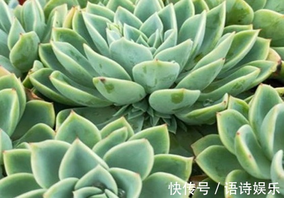 自制肥|给多肉喂上这种“小零食”,新芽呼呼长,叶片肥厚,长得水灵灵的