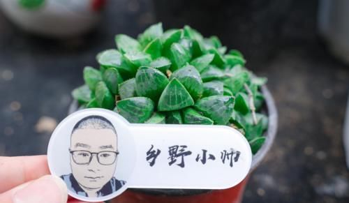 时光荏苒，让多肉成为你的诗和远方