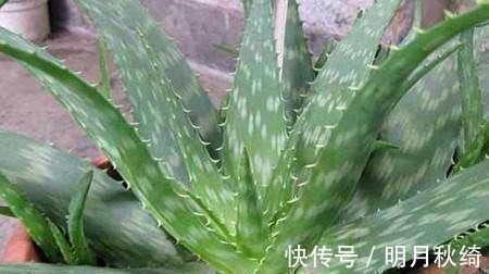 叶片|“3种花”养客厅,大气、上档次,吸“甲醛”效果好,空气清新