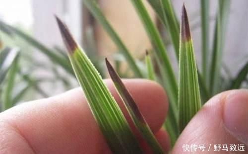 家里花草容易“干尖”4个原因要知道,用3个方法能预防