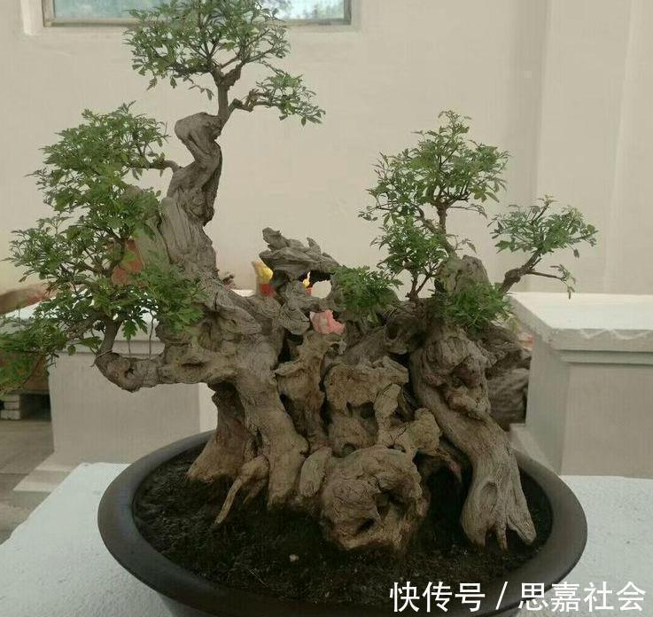 你看不上眼的黄荆，我拿来制成盆景，既好看又值钱