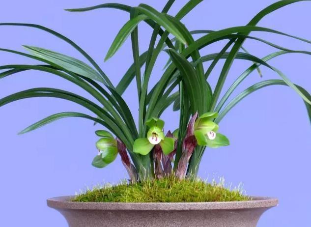 养花不是只浇浇水这么简单,不知道这些养花技巧,花养不好!