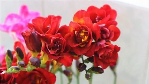  种花|比香水好闻的3种花，冬天开爆盆，满屋飘香精神好！