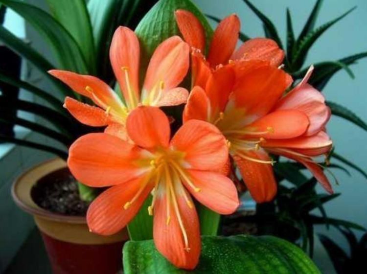 养花试试几种花期长的，花大色艳颜值个，越剪长得越旺