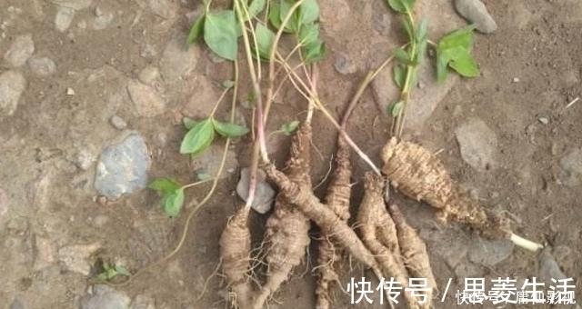 块根|见到此草尽量移植,别铲除,因为块根很珍贵,70元一斤