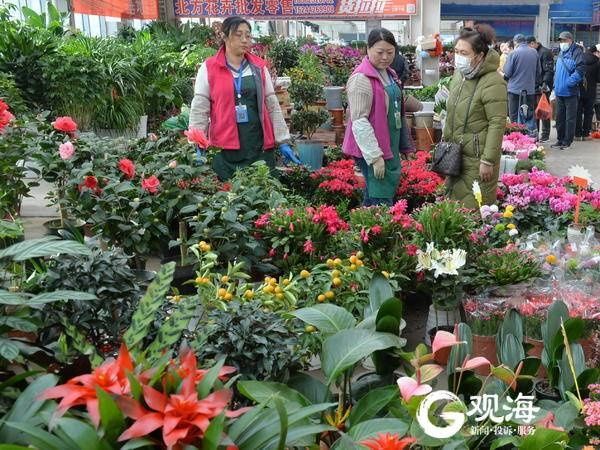 春节临近,青岛花卉市场又热闹起来了!
