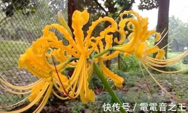 恶魔|不一样花色的“彼岸花”，秋高气爽种植正佳，花期长花姿美