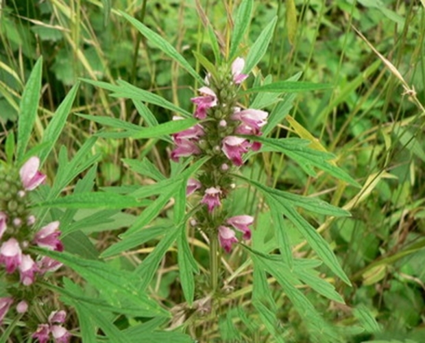 益母草|女人有妇科炎症医生多喝4种水,消炎杀菌,赶走妇科炎症!