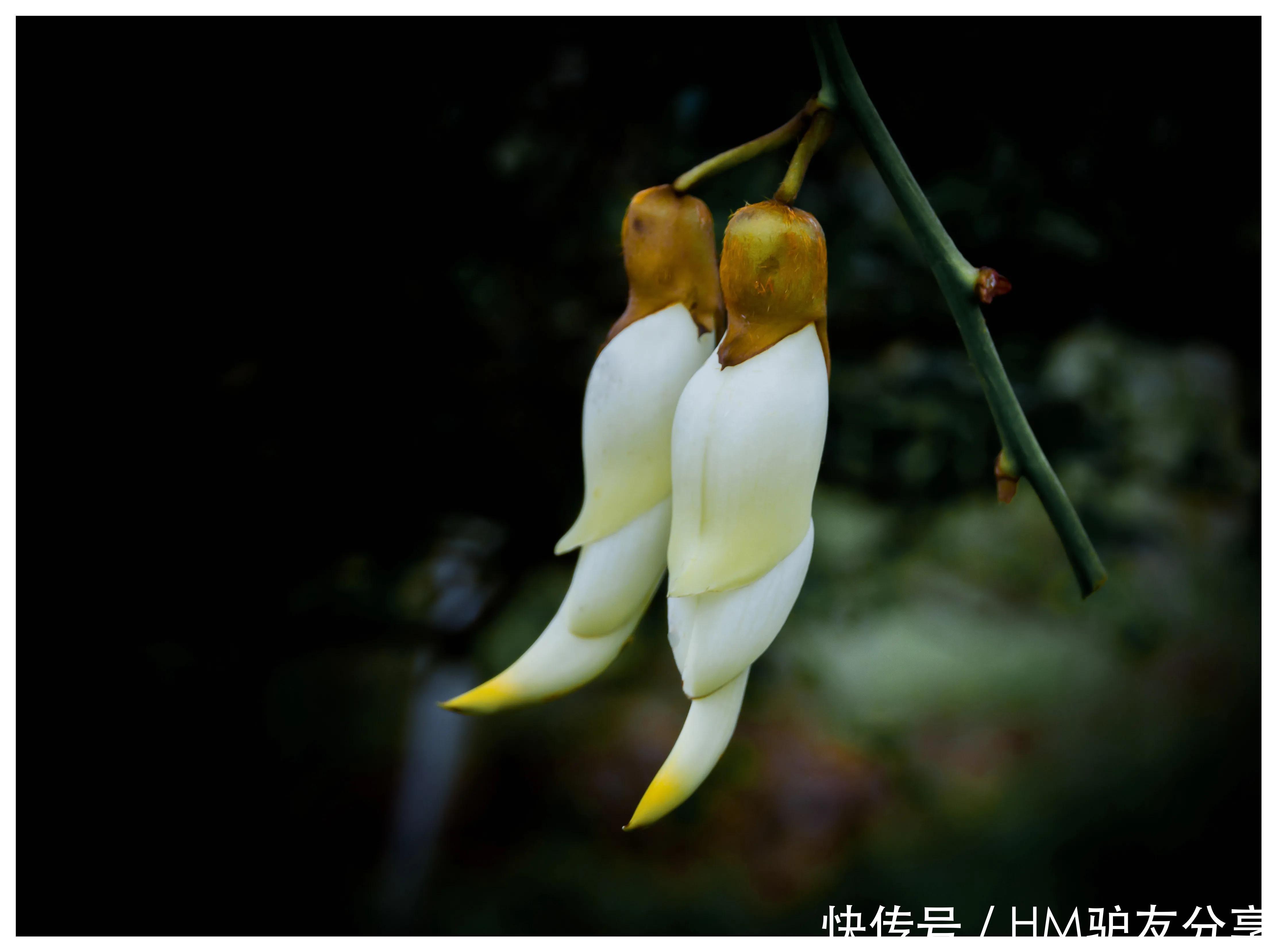 是花不像花 像鸟不是鸟 手表品牌 是花不像花 像鸟不是鸟 手表品牌