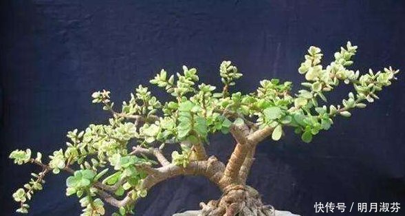 想要养一盆好看的金枝玉叶,教你一招,长成老桩,人人见了都夸美