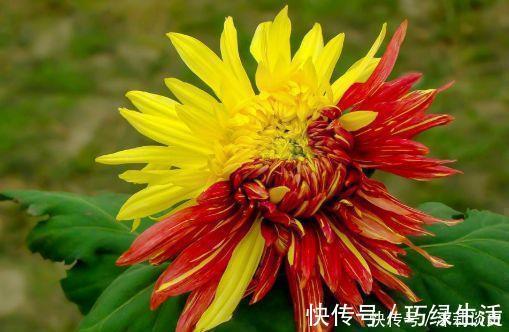 菊花|开花勤爱爆盆的花卉，好养又漂亮，随便一养成花海