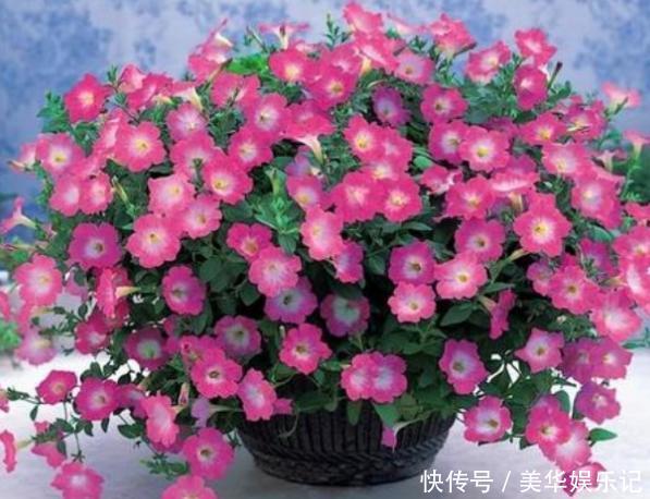 养长寿花、矮牵牛,甭太懒、太勤快!盆栽嗖嗖地开花、窜新叶