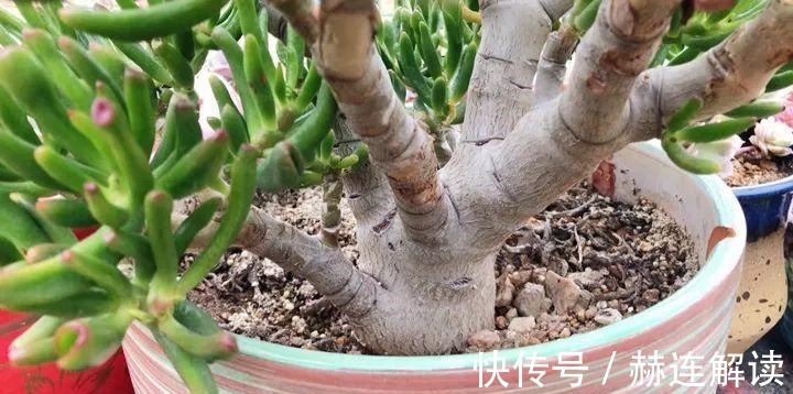 艾伦|姐姐养了9年的多肉,没有买肥就用它,个个长成精!