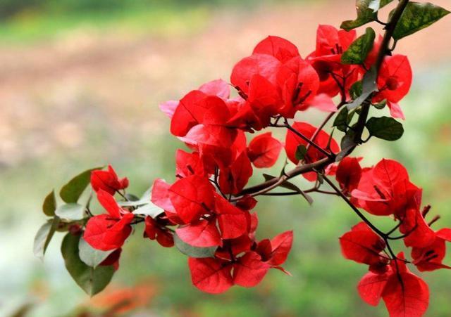 喜阳光充足的“4种花”,多晒太阳,株型饱满、花大色艳开爆盆