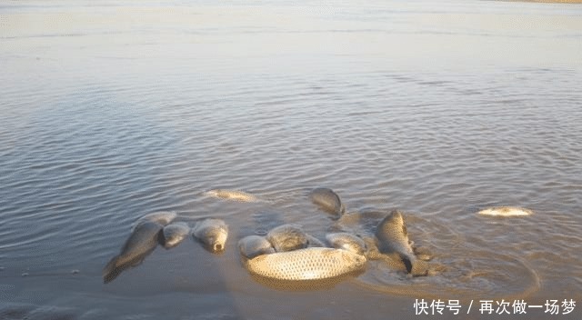 黄河水那么浑浊，为什么里面的鲤鱼却很肥美涨知识了！