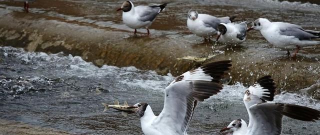 水电站|青海湖的“救命鱼”：3年吃掉7万吨，湟鱼后继无鱼？