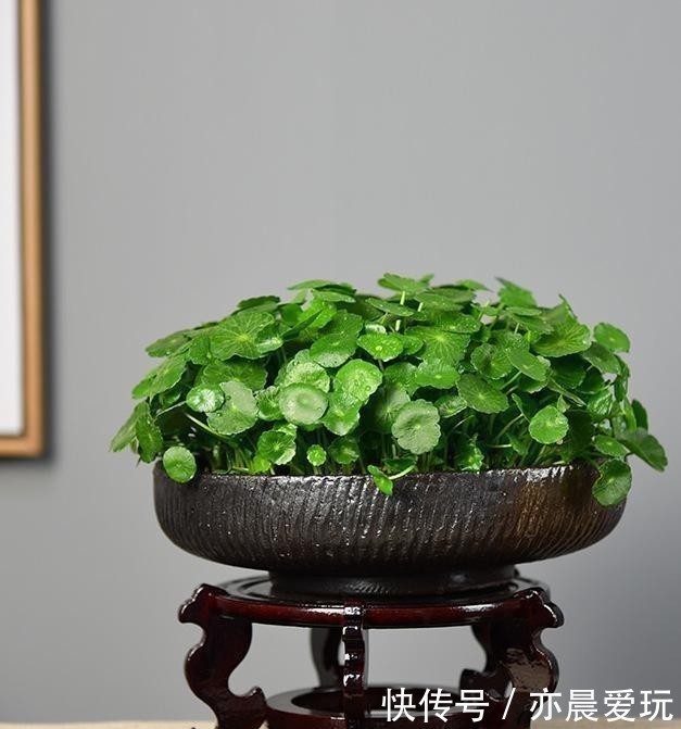生活环境|铜钱草这样去管理,叶片圆润如翡翠,盆中长满大“铜钱”!
