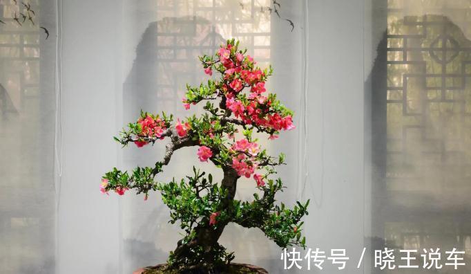 家庭盆景“极品”海棠树,这么一打理,高档大气,开花量大色艳