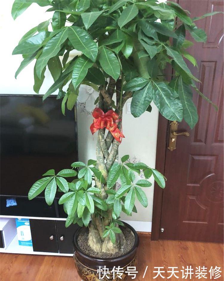 怎样养好发财树盆栽?注意3个小问题,年年翠绿鲜活,叶子多